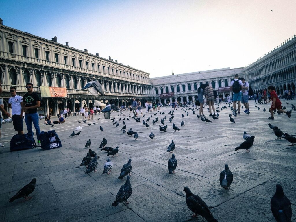 pidgins in Venice