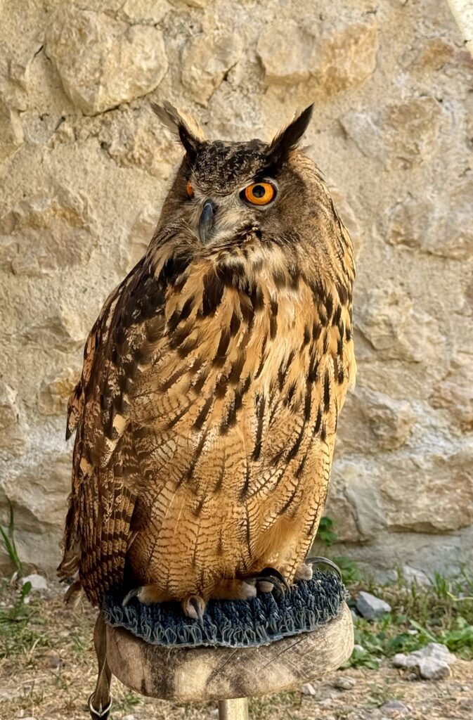 Golubac Fortress Owl