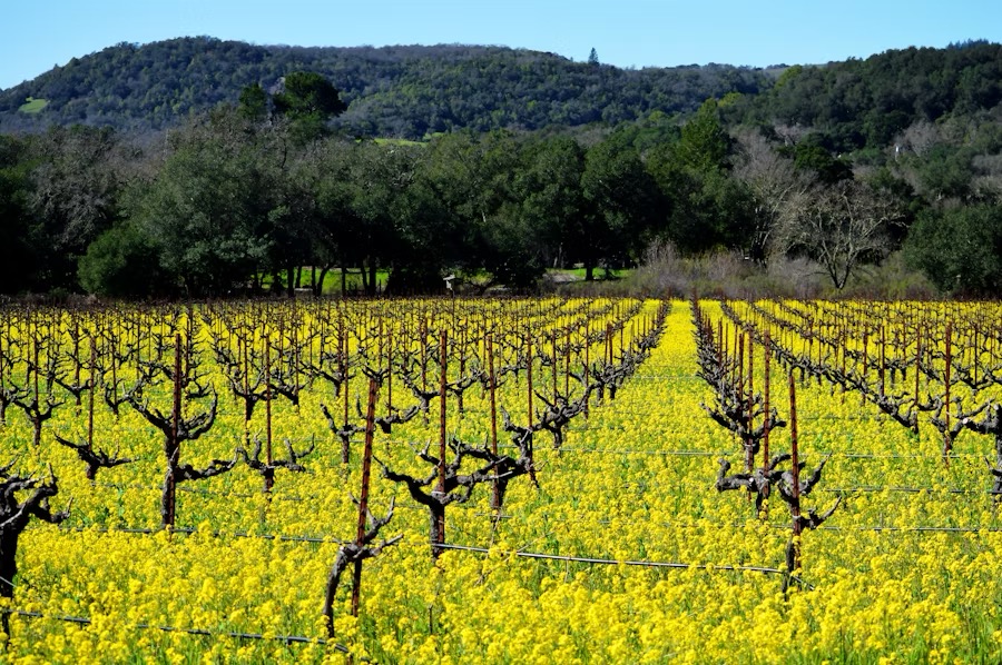 Vineyards in Chile - The Hallz Travel