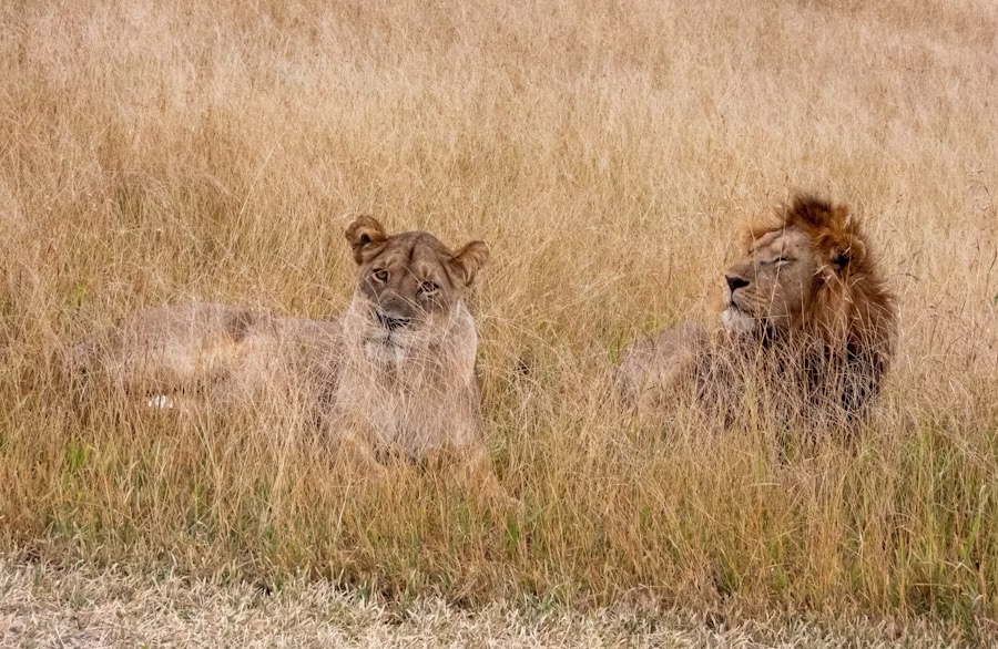 Lions in Tanzania in the Ngorogoro Canyon taken by THE HALLZ TRAVEL
