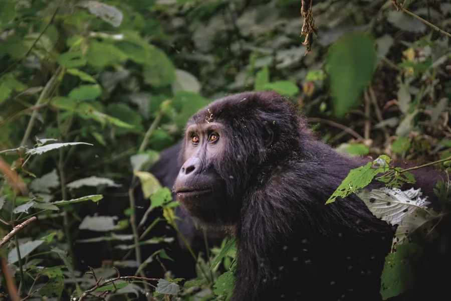Gorillas in Rwanda