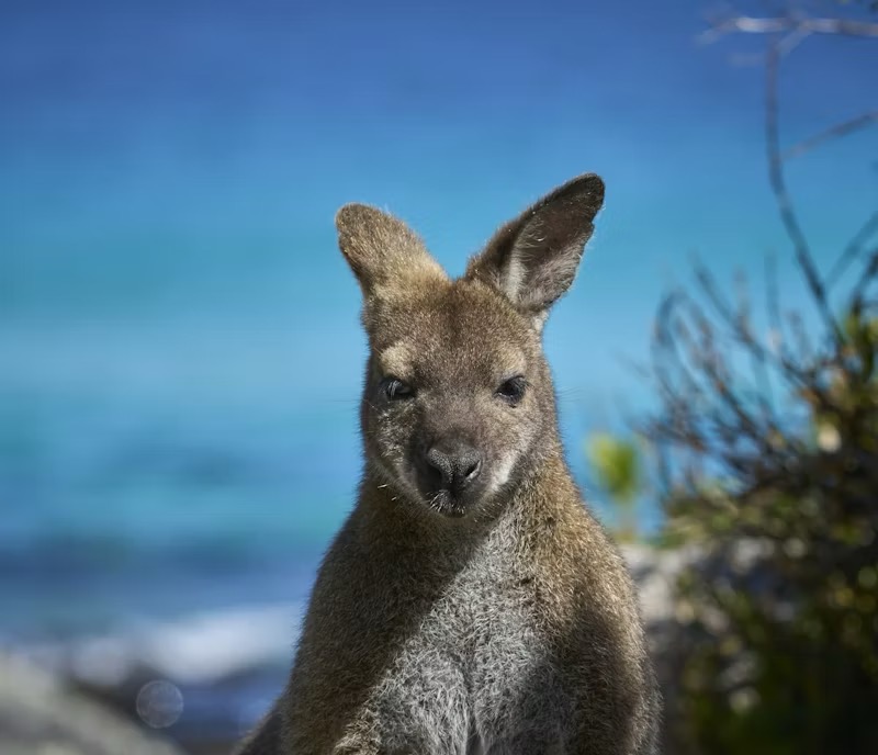 Christmas in Australia: Sun, Surf, and Holiday Cheer