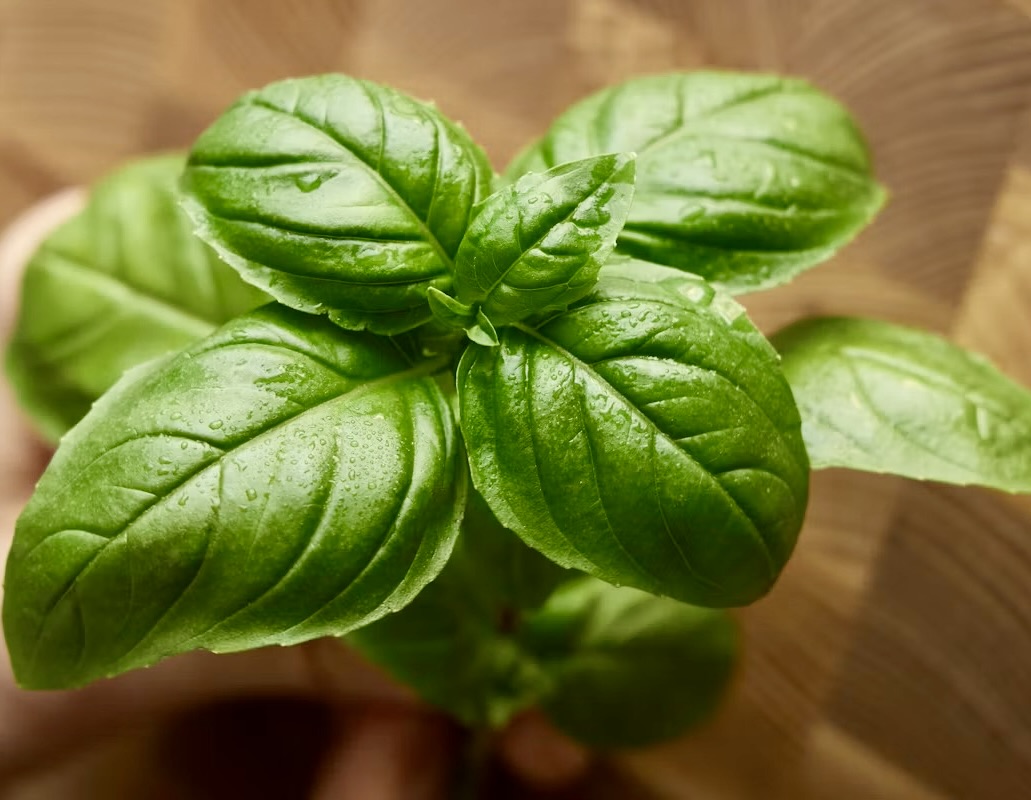 Basil Christmas in Greece